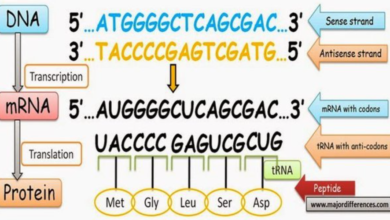 Unlocking the Mysteries: The Crucial Role of Complementary DNA Strands