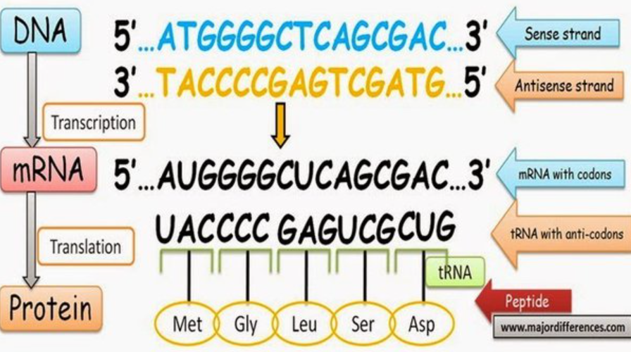 Unlocking the Mysteries: The Crucial Role of Complementary DNA Strands