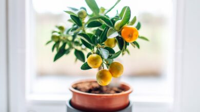 How to Grow an Orange Tree from a Seed