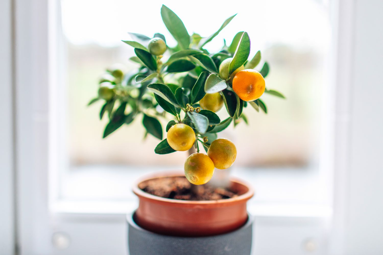 How to Grow an Orange Tree from a Seed