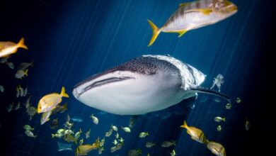 The Development of Travel under the Ocean