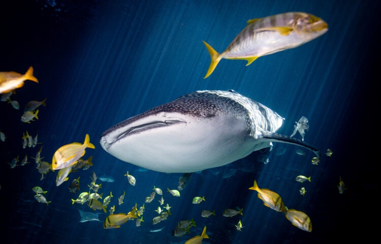 The Development of Travel under the Ocean