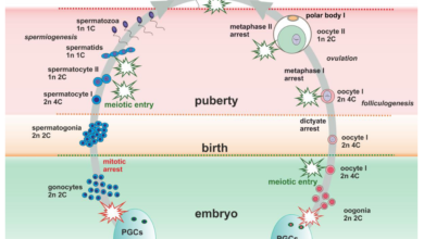 Why is It Necessary for the Cell to Grow And Duplicate Its Dna before the Start of Meiosis?