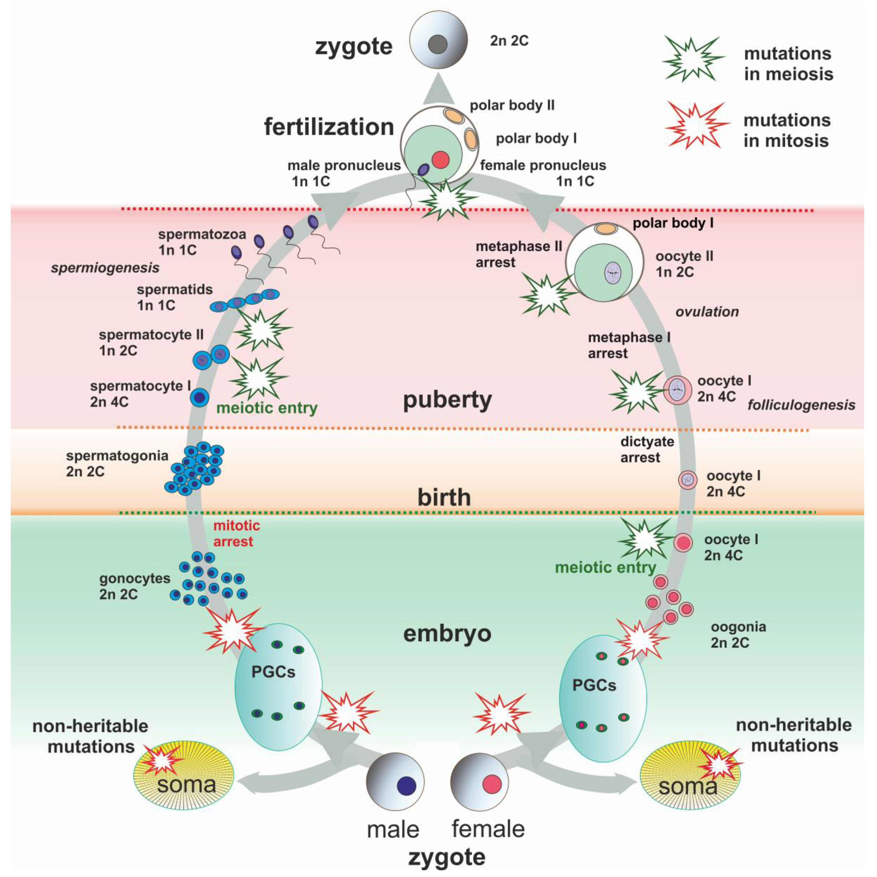 Why is It Necessary for the Cell to Grow And Duplicate Its Dna before the Start of Meiosis?